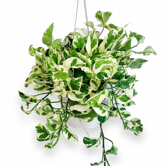 Art Plants variegated pothos hanging plant with white and green leaves in ceramic pot with hanging hardware