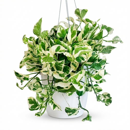 Art Sparrow Variegated Pothos hanging plant with lush green and cream-white variegated trailing vines in white ceramic pot with hanging strings